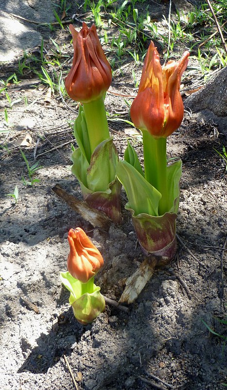 Scadoxus puniceus