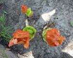 Scadoxus puniceus