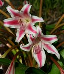Crinum stuhlmannii subsp. delagoense