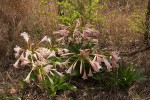 Crinum stuhlmannii subsp. delagoense