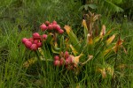 Crinum stuhlmannii subsp. delagoense