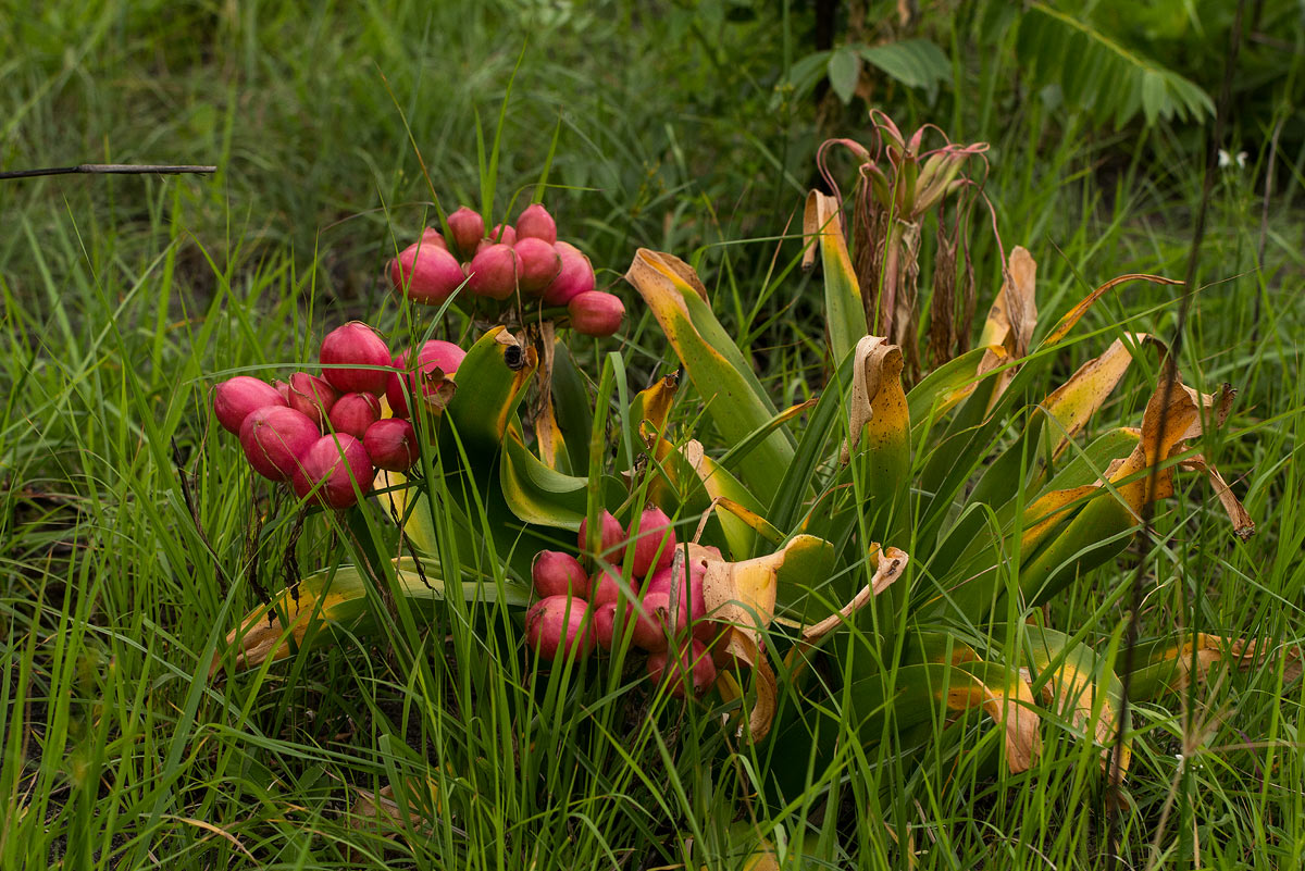 Crinum stuhlmannii subsp. delagoense