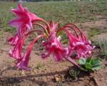 Crinum stuhlmannii subsp. delagoense