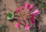 Crinum stuhlmannii subsp. delagoense