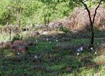 Crinum walteri