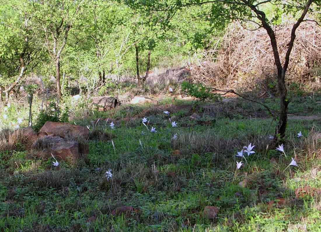 Crinum walteri