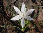 Crinum walteri