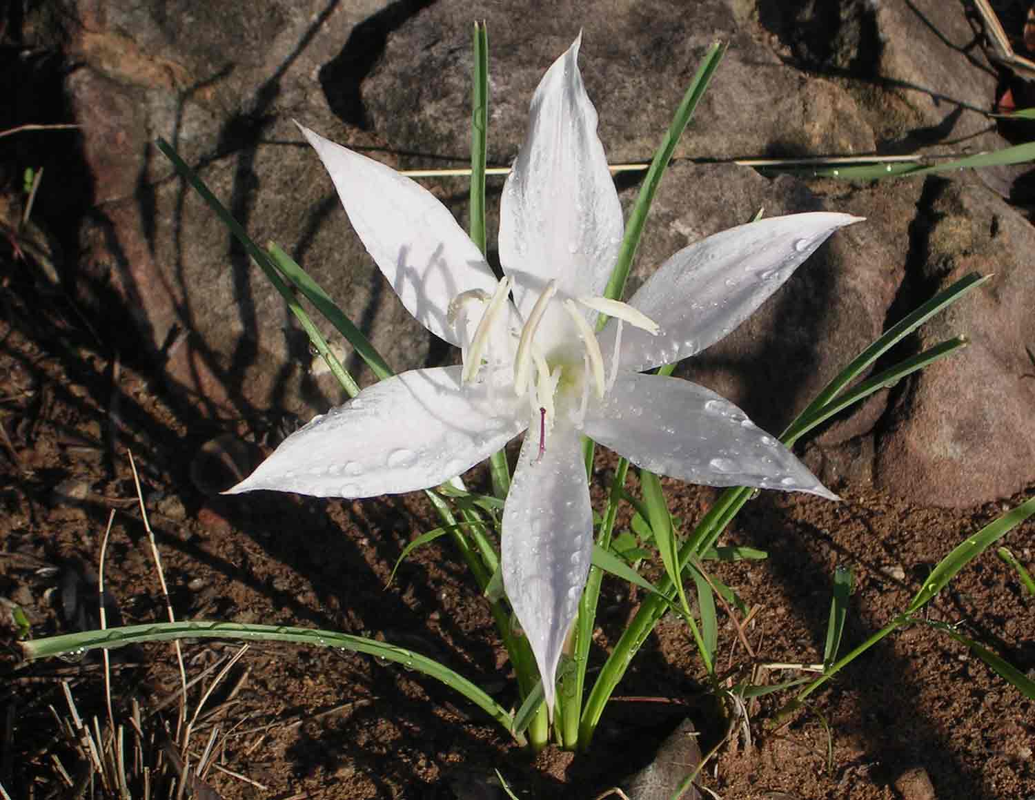 Crinum walteri