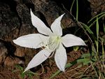 Crinum walteri
