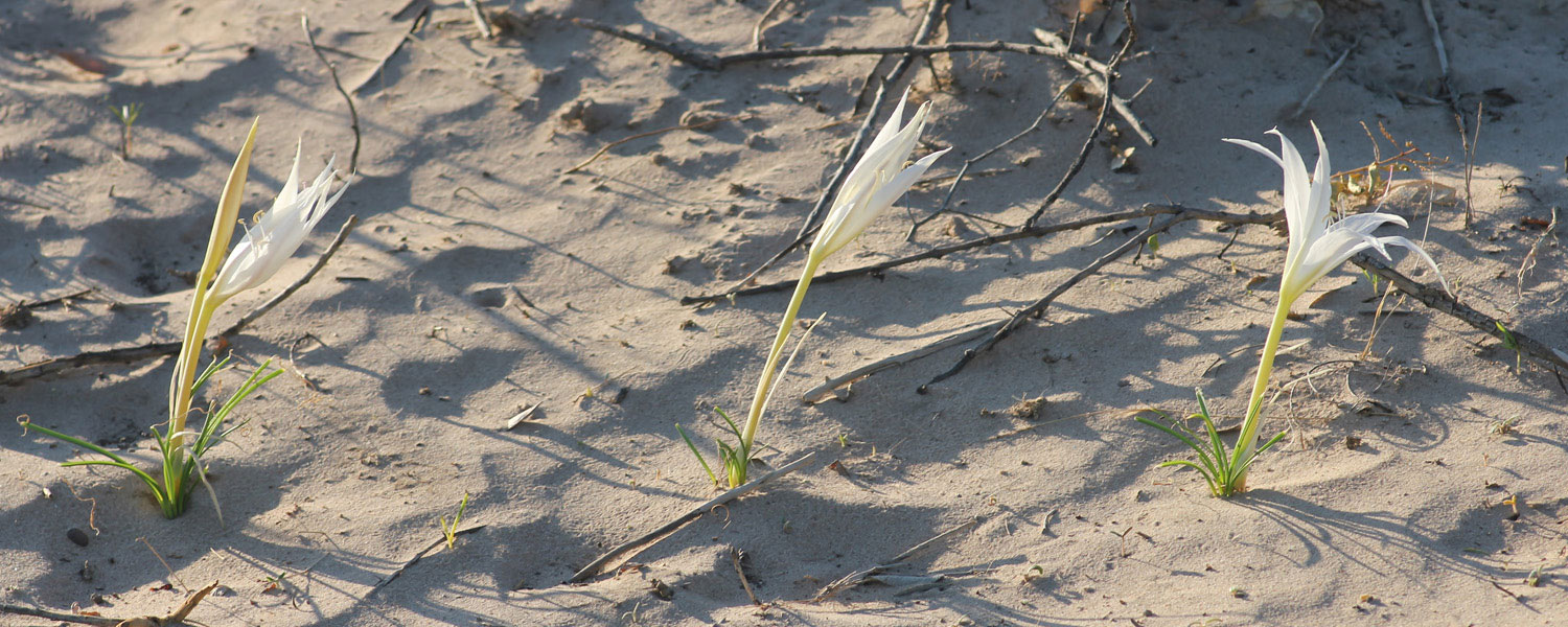 Crinum walteri