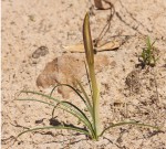 Crinum walteri