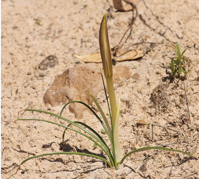 Crinum walteri