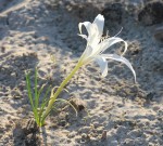 Crinum walteri