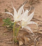 Crinum walteri