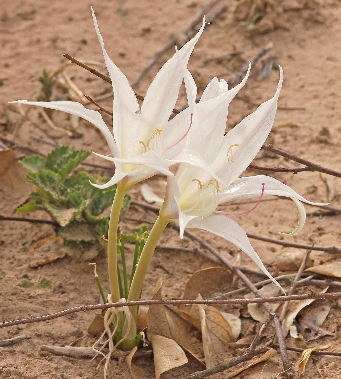 Crinum walteri