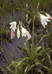 Crinum paludosum