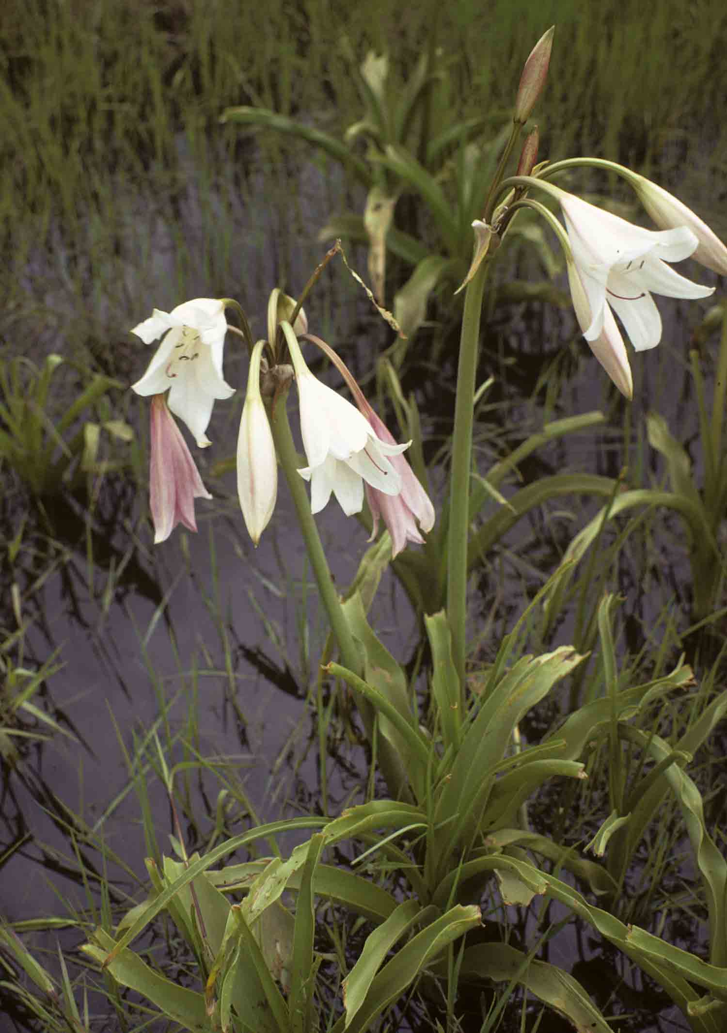 Crinum paludosum