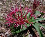 Ammocharis tinneana