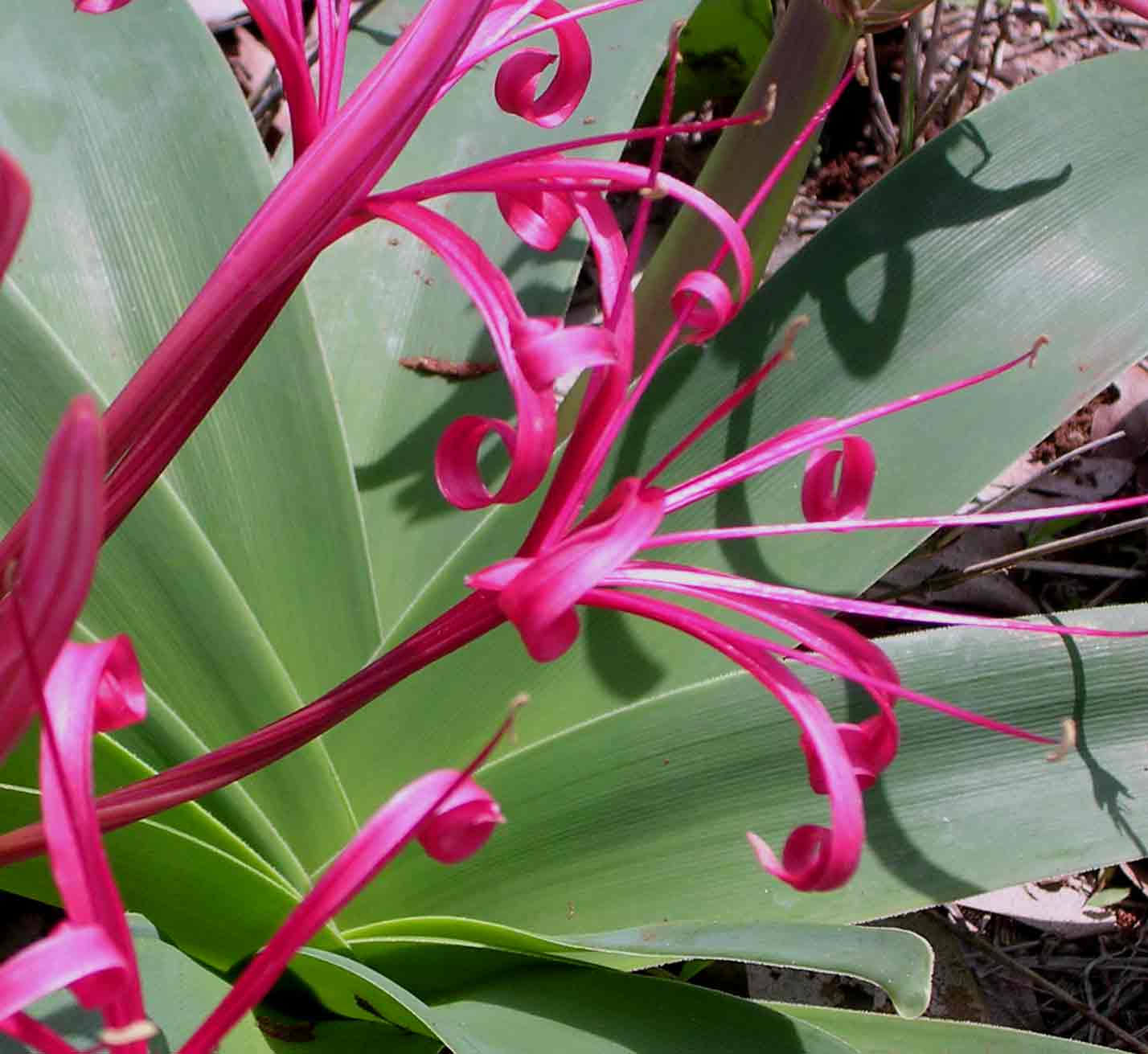 Ammocharis tinneana