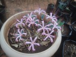Ammocharis tinneana