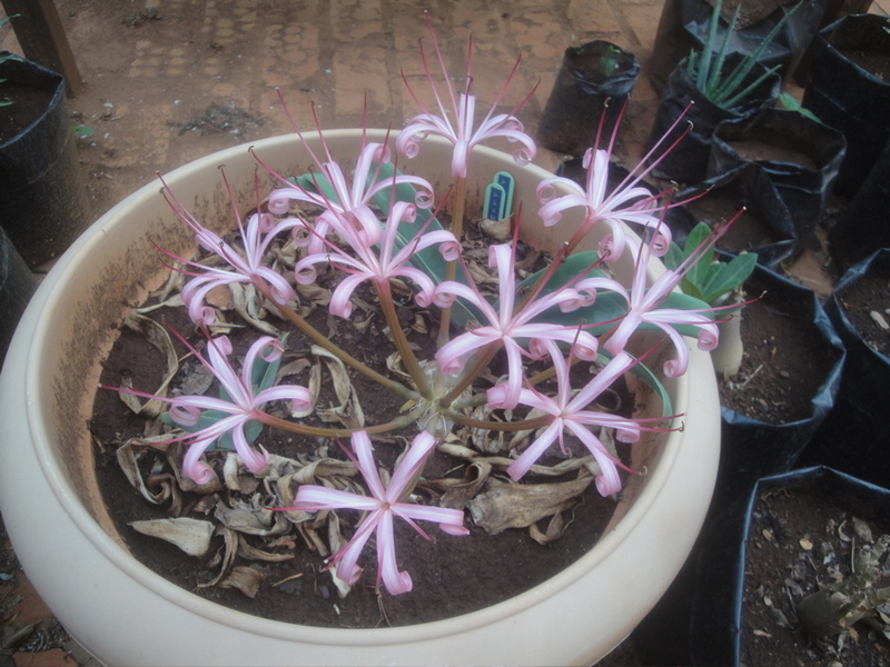 Ammocharis tinneana