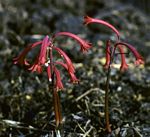 Cyrtanthus rhodesianus