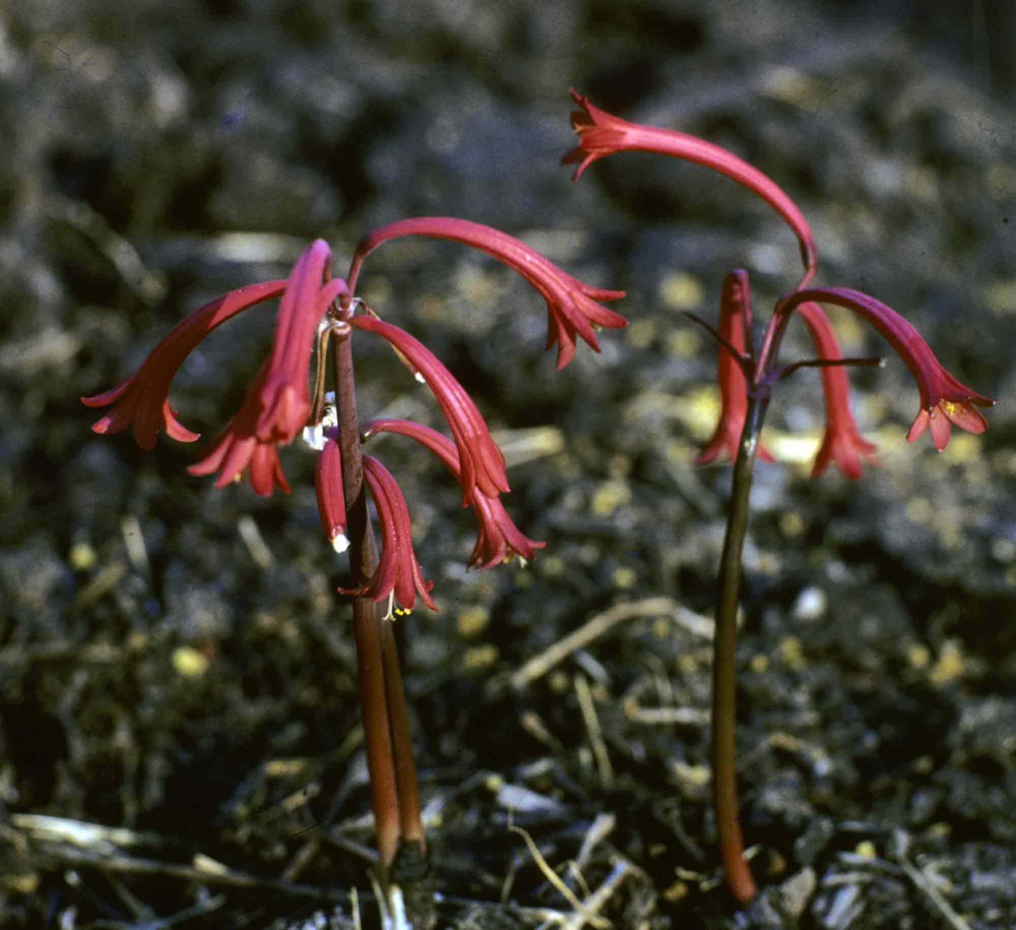 Cyrtanthus rhodesianus