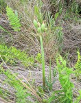 Cyrtanthus rhodesianus