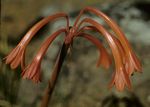 Cyrtanthus rhodesianus