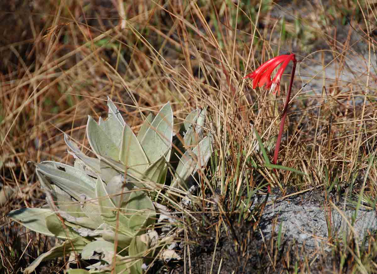 Cyrtanthus rhodesianus