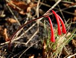 Cyrtanthus rhodesianus