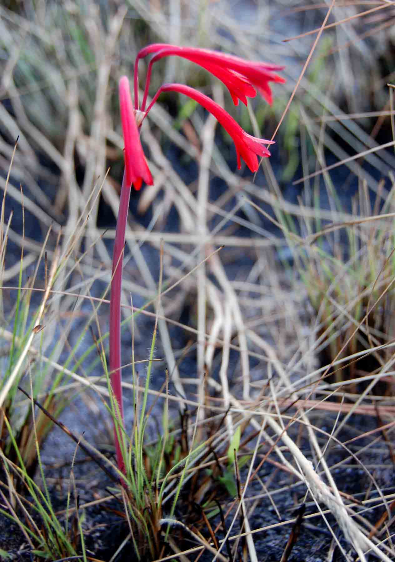 Cyrtanthus rhodesianus