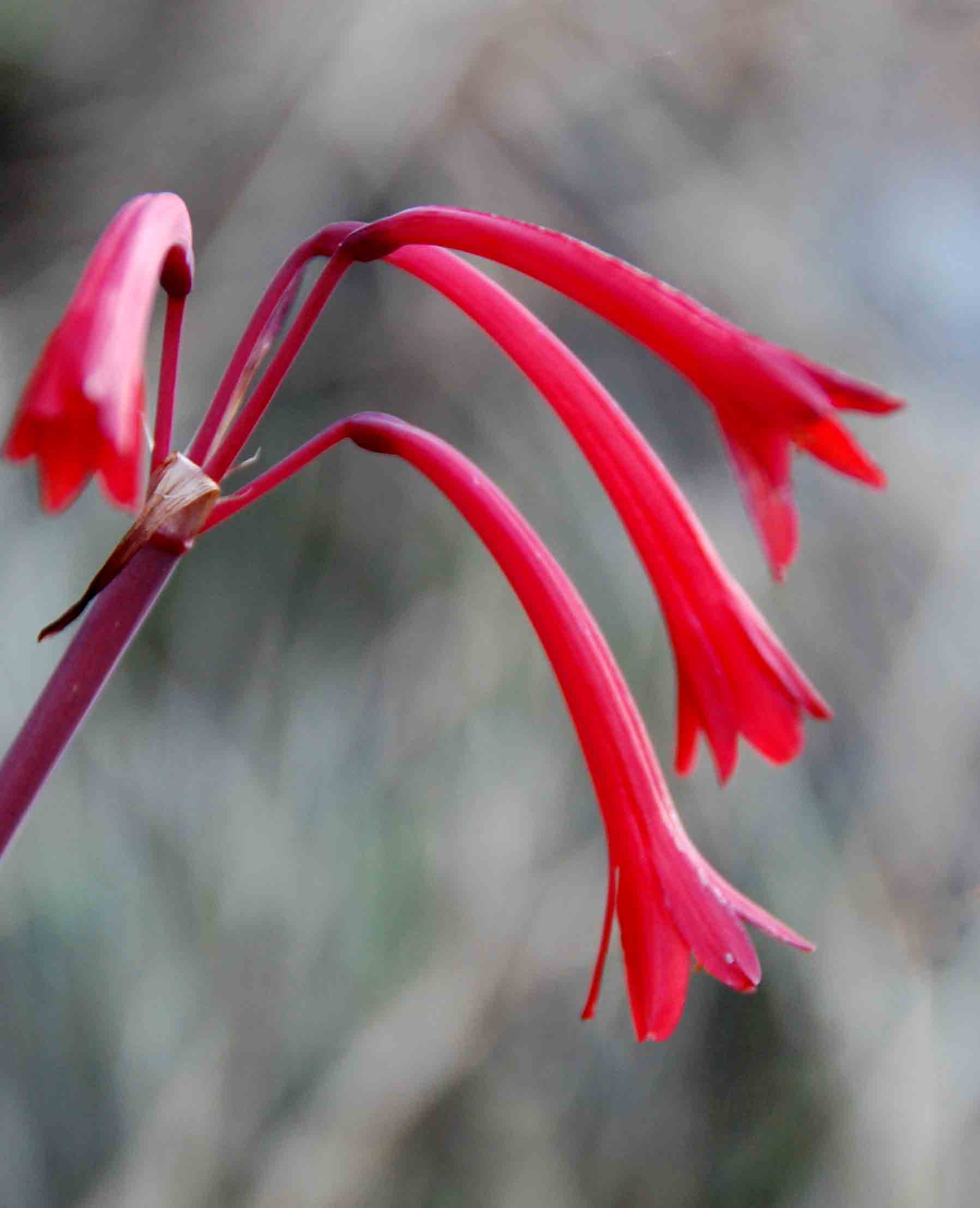 Cyrtanthus rhodesianus