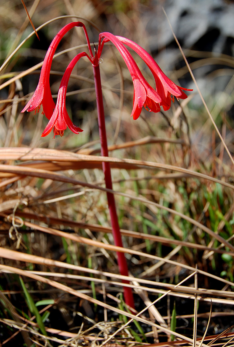 Cyrtanthus rhodesianus