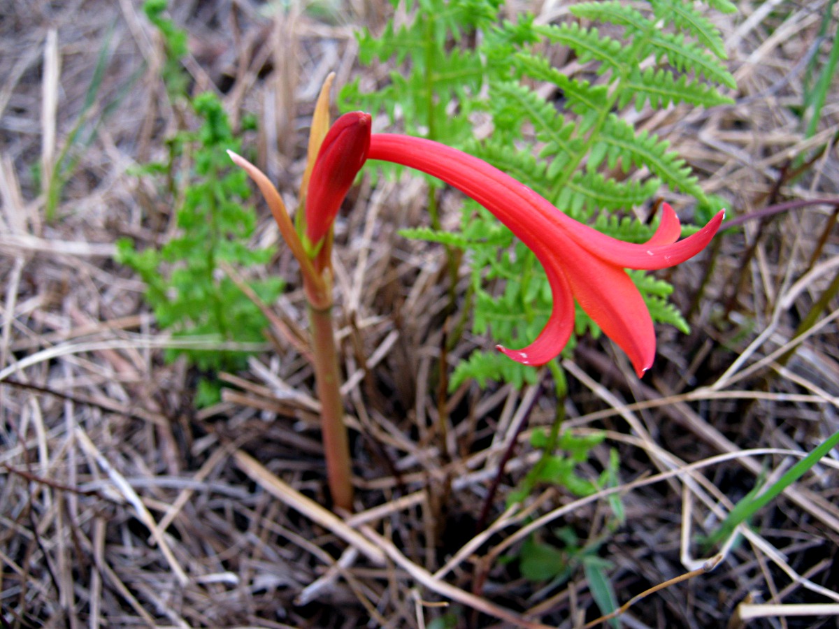Cyrtanthus rhodesianus