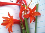 Cyrtanthus rhodesianus