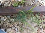 Euphorbia zambesiana var. zambesiana