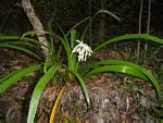Cryptostephanus vansonii