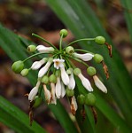 Cryptostephanus vansonii