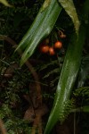 Cryptostephanus vansonii