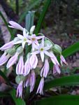 Cryptostephanus vansonii