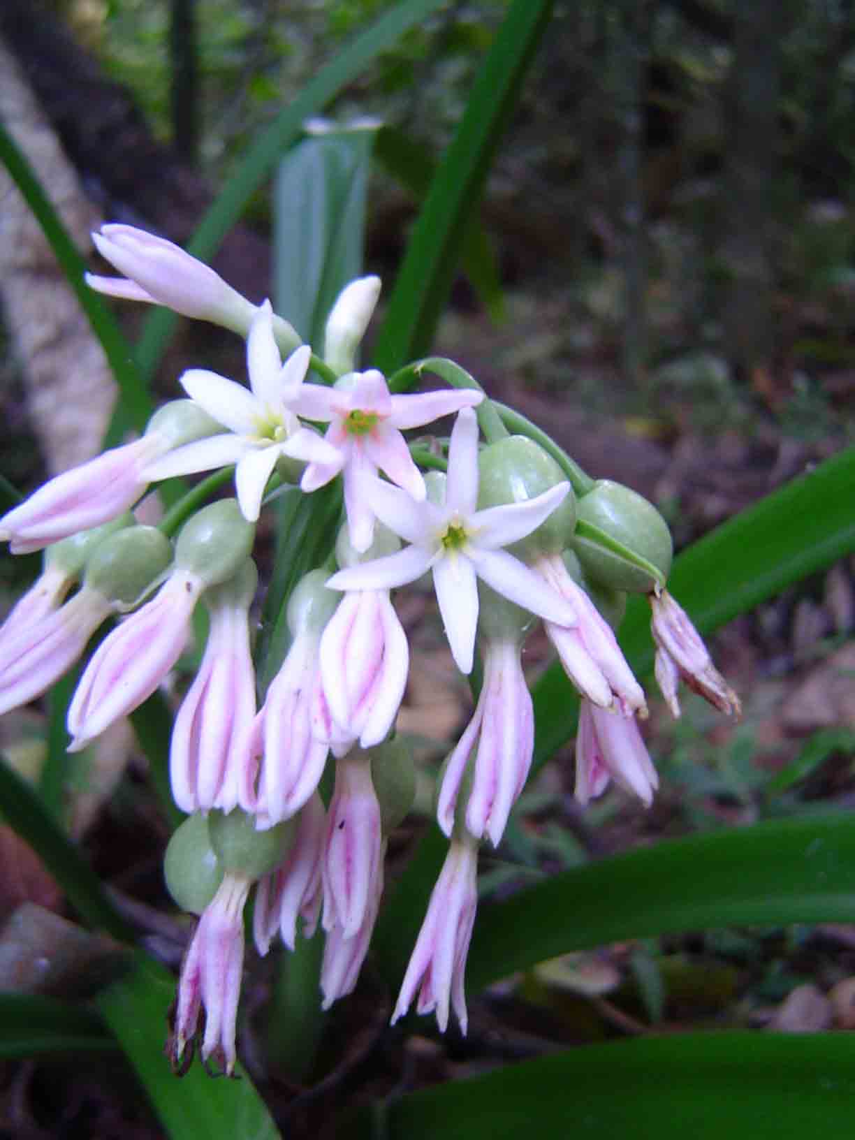 Cryptostephanus vansonii
