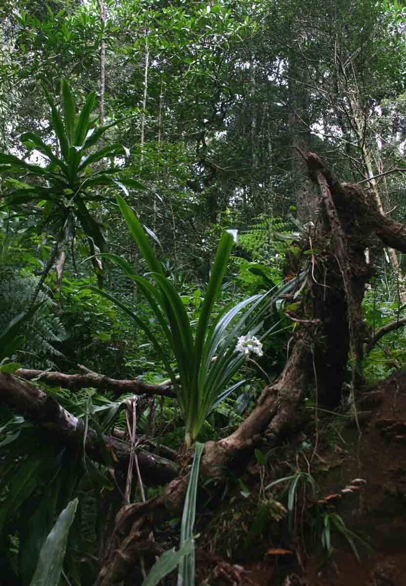 Cryptostephanus vansonii