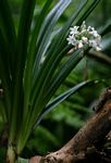 Cryptostephanus vansonii