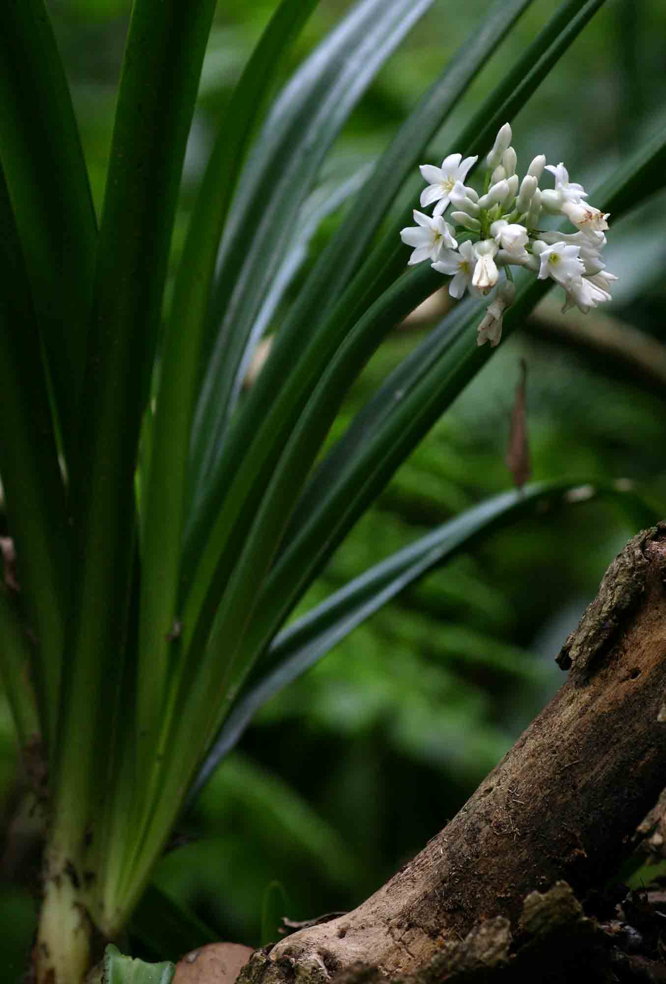 Cryptostephanus vansonii