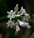 Cryptostephanus vansonii