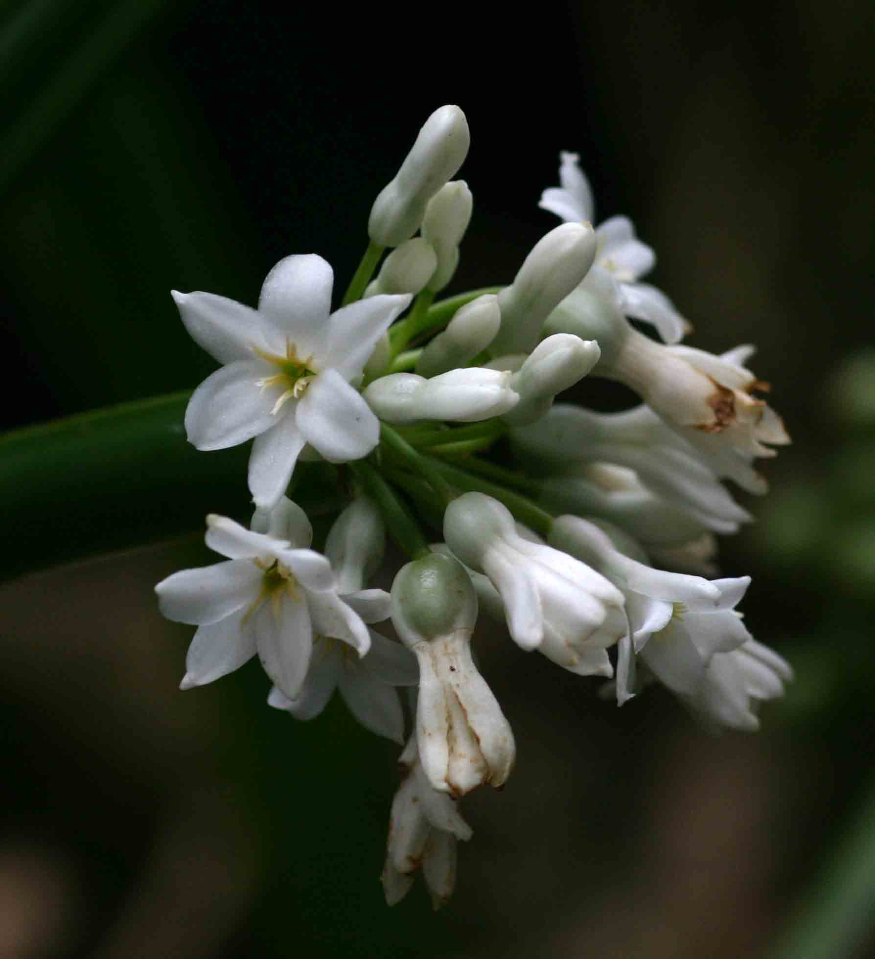 Cryptostephanus vansonii
