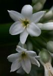 Cryptostephanus vansonii