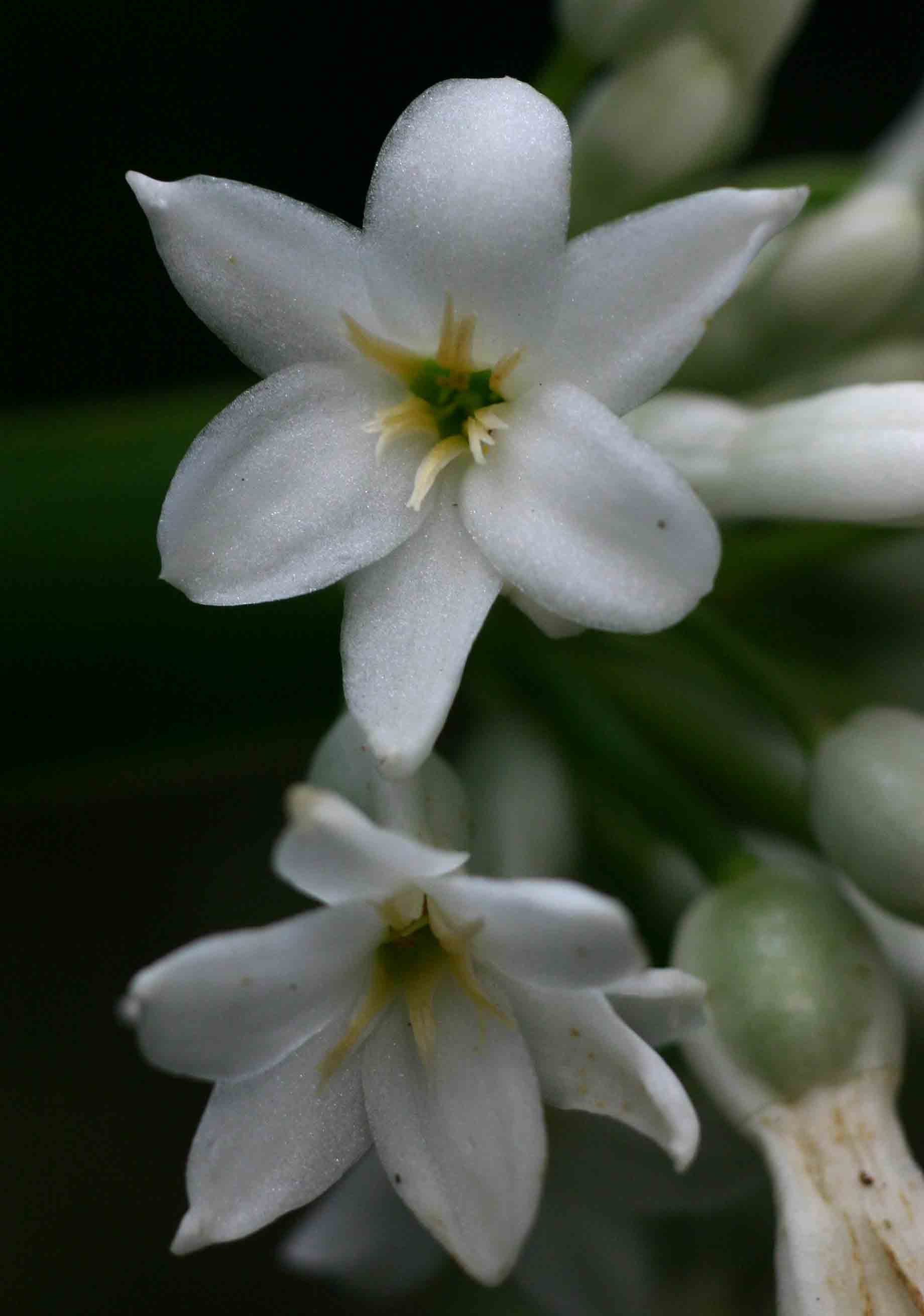 Cryptostephanus vansonii