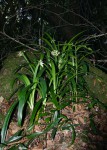 Cryptostephanus vansonii
